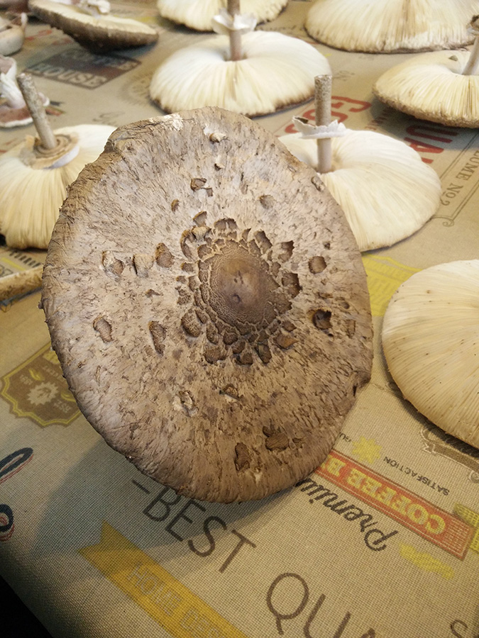 chapeau.jpg