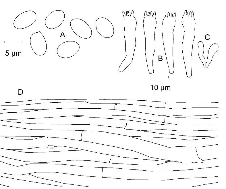 M_Ly_atratum.jpg