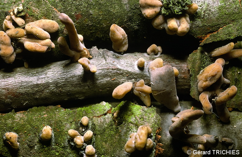 Macrotyphula fistulosa var. contorta 3581.jpg