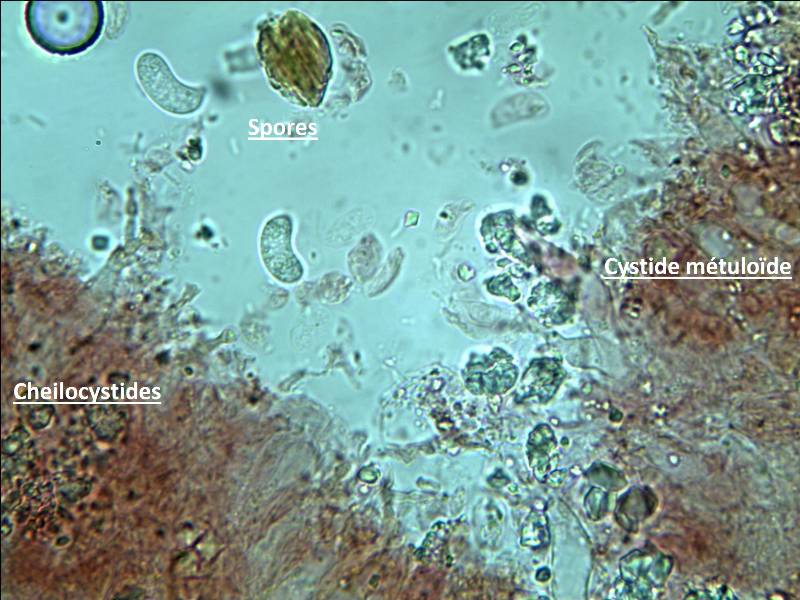 Hohenbuehelia micro 180218.jpg