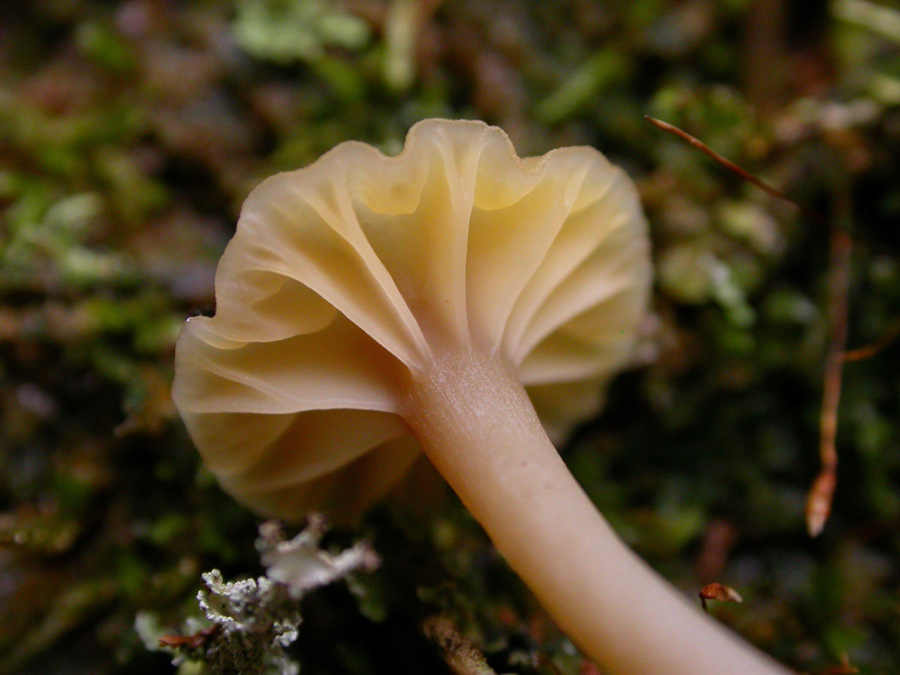 Lichenomphalia-umbellifera.jpg