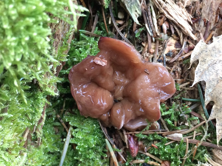 Gyromitra perlata.jpg