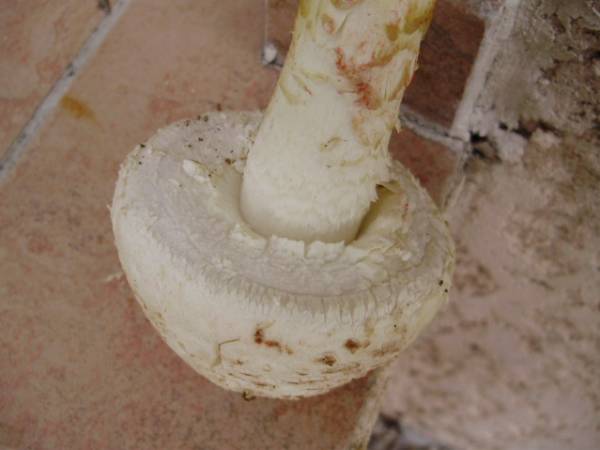amanita 003-redim600.jpg
