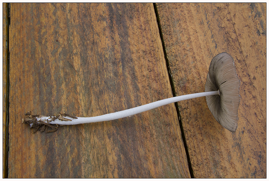 coprinus2.jpg