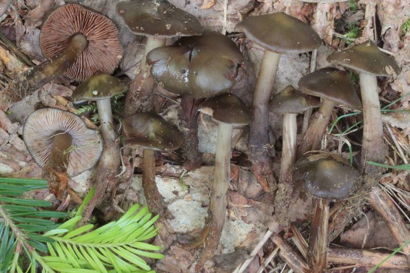 Phaeocollybia festiva.JPG