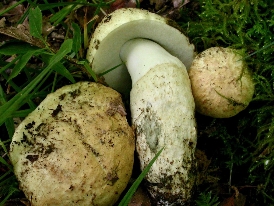 Gyroporus cyanescens.jpg