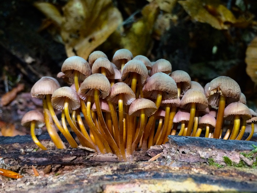 Mycena renati.jpg