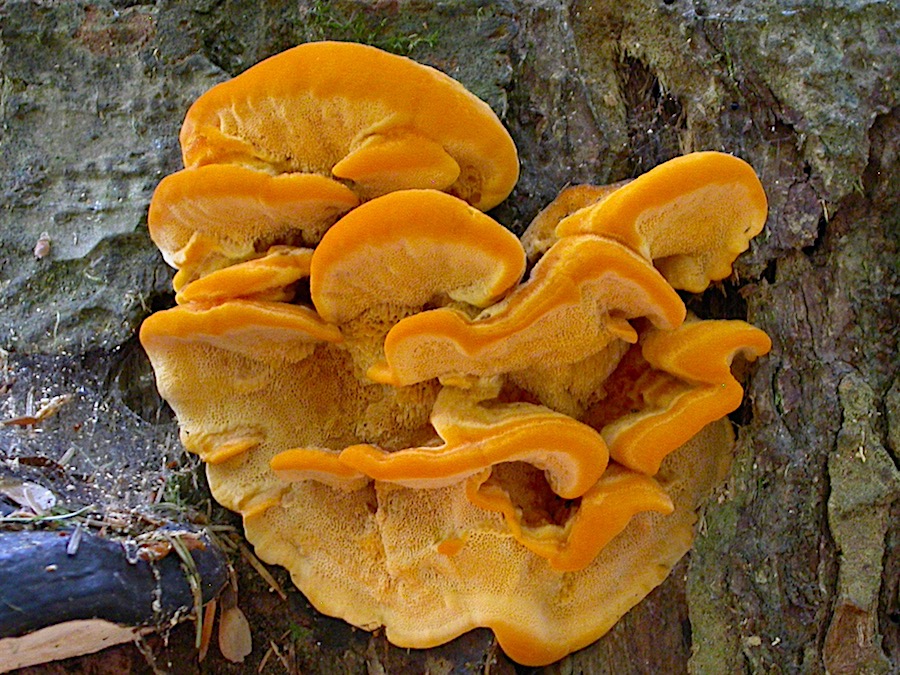 Pycnoporellus fulgens.jpg