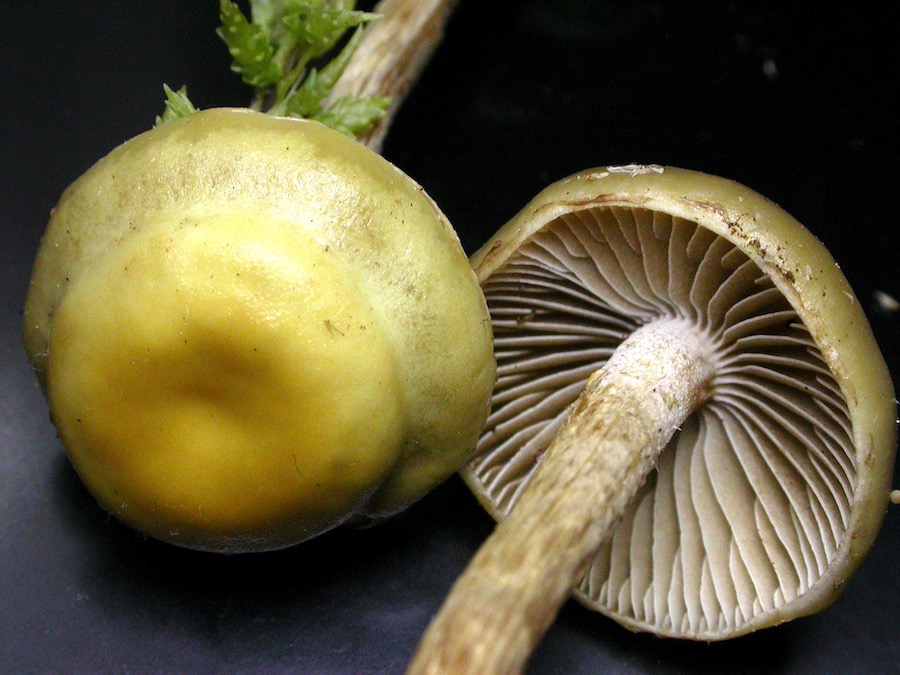 Hypholoma udum .jpg