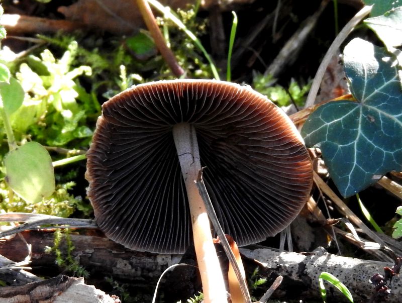 Psathyrella conopilus Durnal 5-10-18 B.jpg