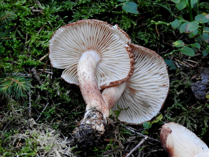 Fungi indét. Willerzie 11-10-18.jpg