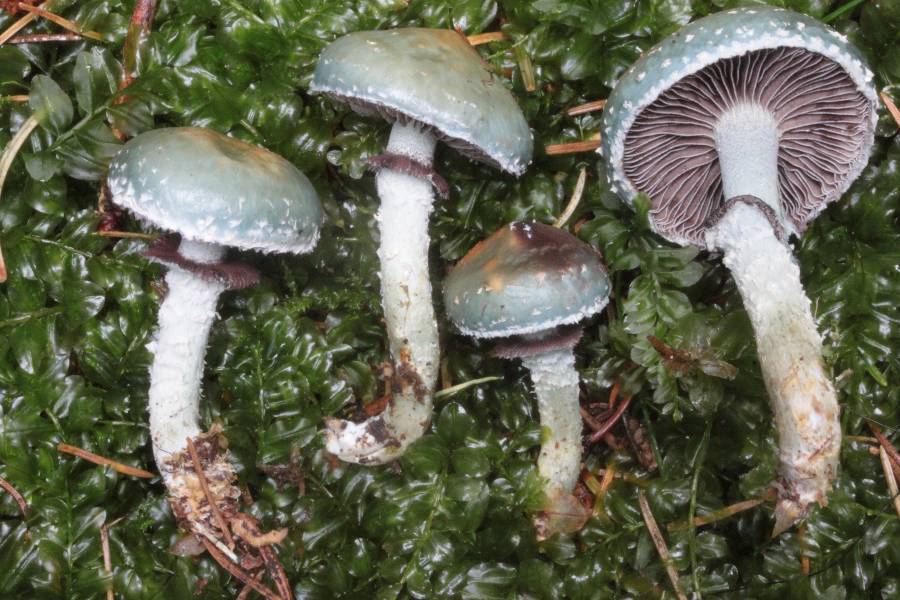 Stropharia aeruginosa.JPG