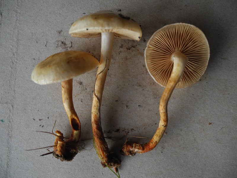 Pholiota xx1-redim800.JPG