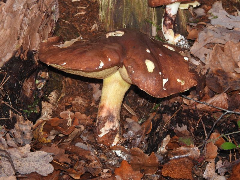 Suillus luteus Yvoir 4-12-18 B.jpg