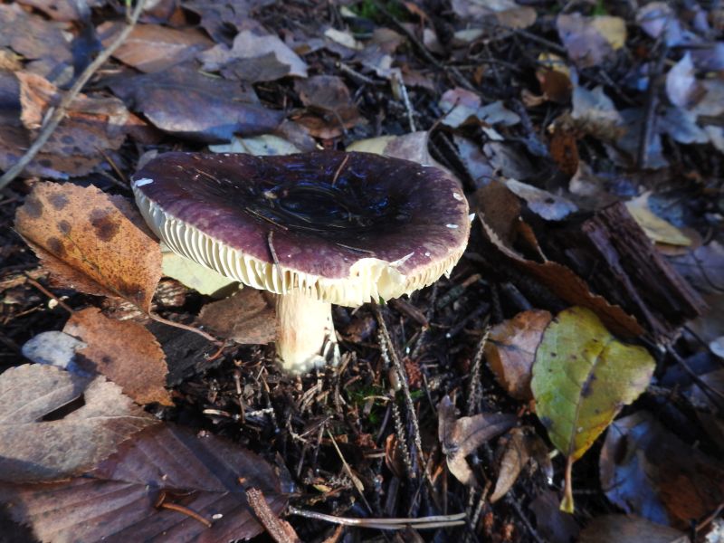 Russula turci Yvoir 4-12-18.jpg