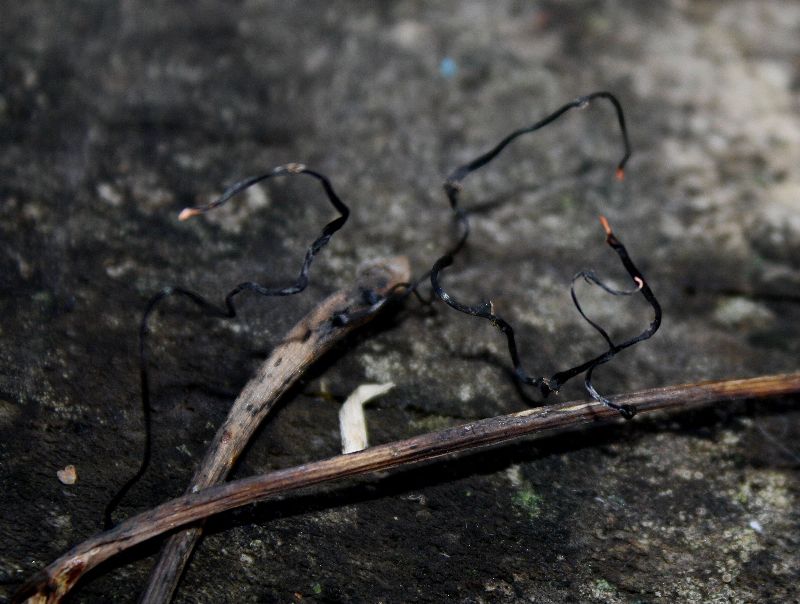 Xylaria filiformis-redim800.JPG