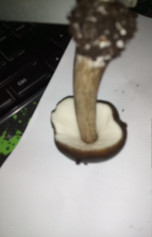 champignon 1.png