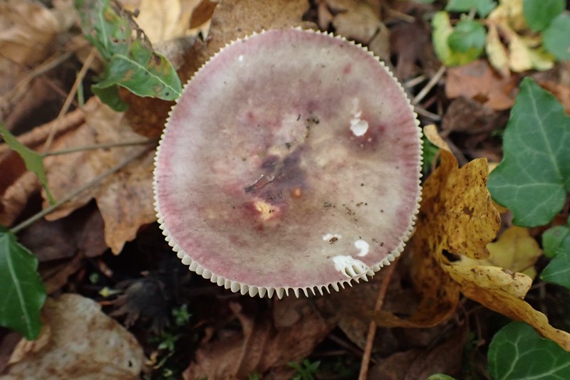 Russula Dornot (2).JPG