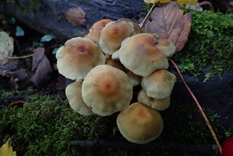 Hypholoma fasciculare_Dornot (1).JPG