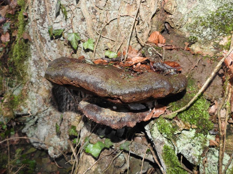 Ganoderma resinaceum Denée 25-02-20 A.jpg