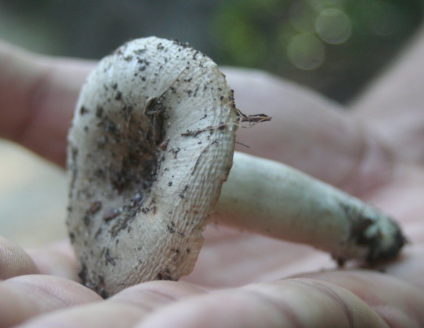 russula delica à conf sporée blanche odeur de poisson (1).jpg