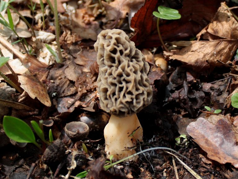 Morilles 2010.JPG