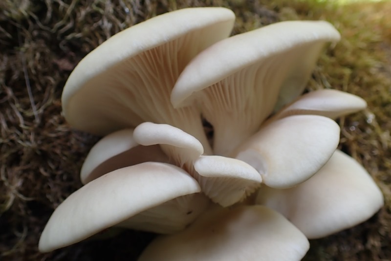 Pleurotus cornucopiae_gezoncourt-54_20200603.JPG