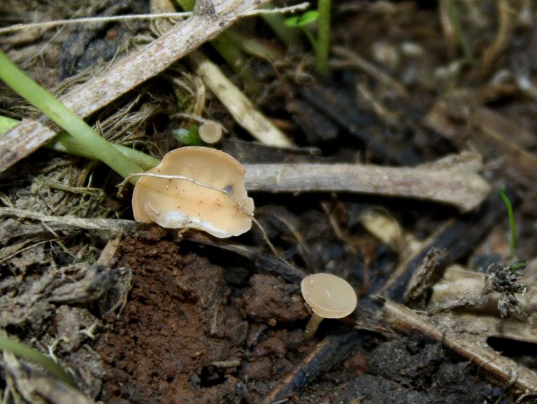 Sclerotinia inconnue-redim768.JPG