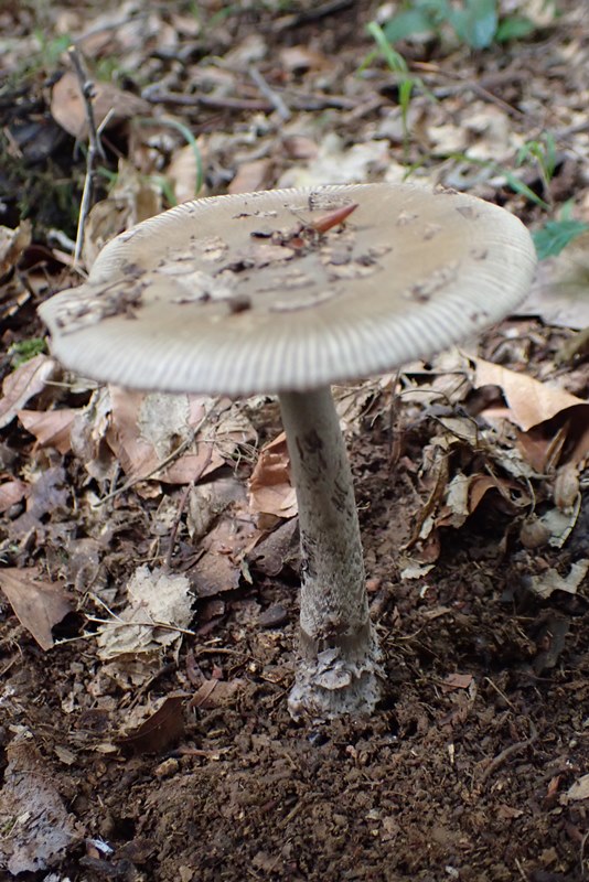 Amanita lividopallescens_Aconfirmer (1).JPG