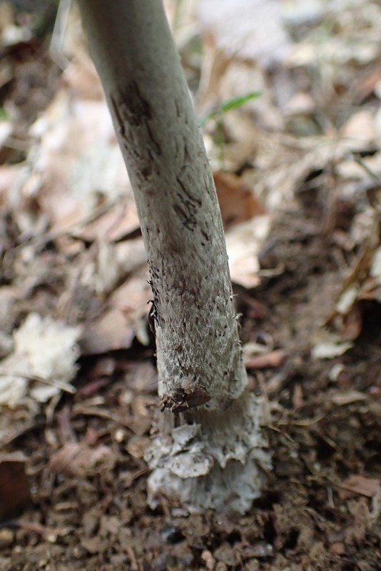 Amanita lividopallescens_Aconfirmer (2).JPG