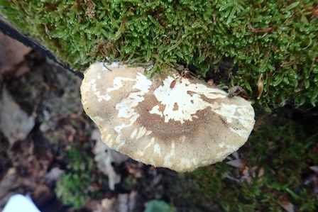 Polyporus_ciliatus_aconf_Laneuveuvillederrierefoug_FC (2).JPG