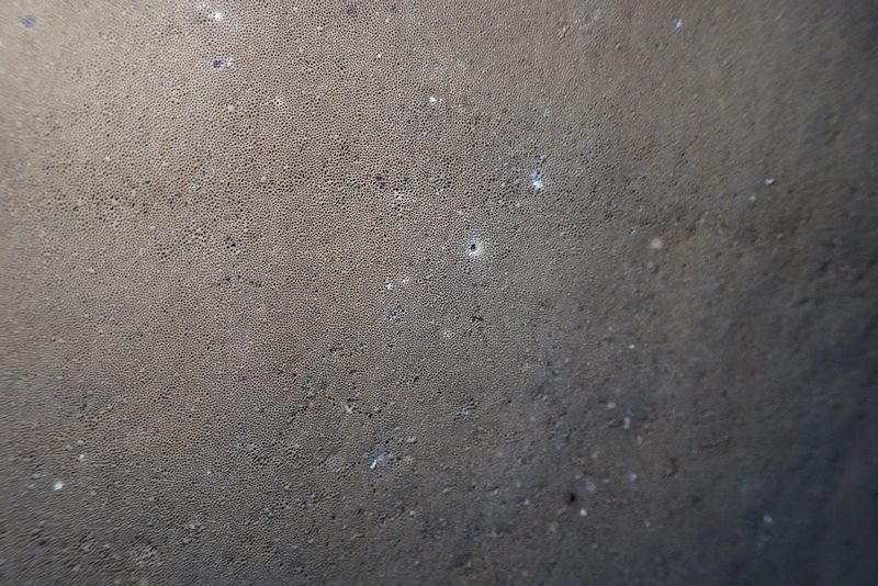 Inonotus dryadeus_FCVionville (2).JPG