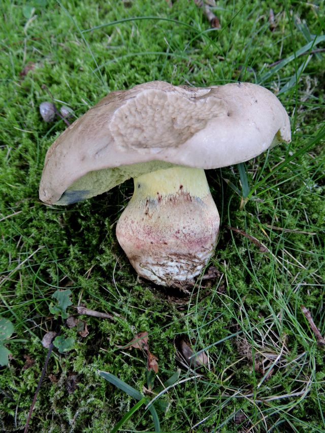 Boletus calopus Godinne 24-08-17 A.jpg