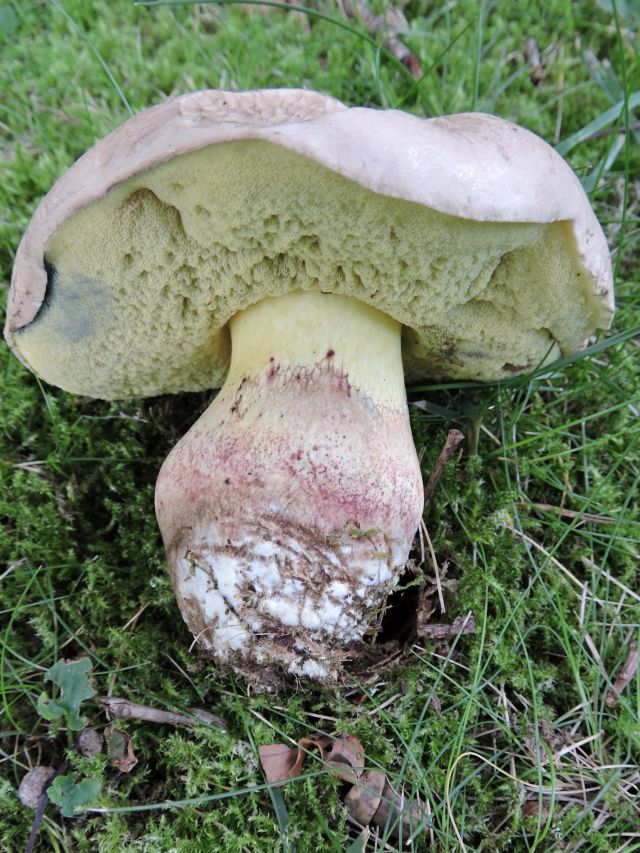 Boletus calopus Godinne 24-08-17 B.jpg