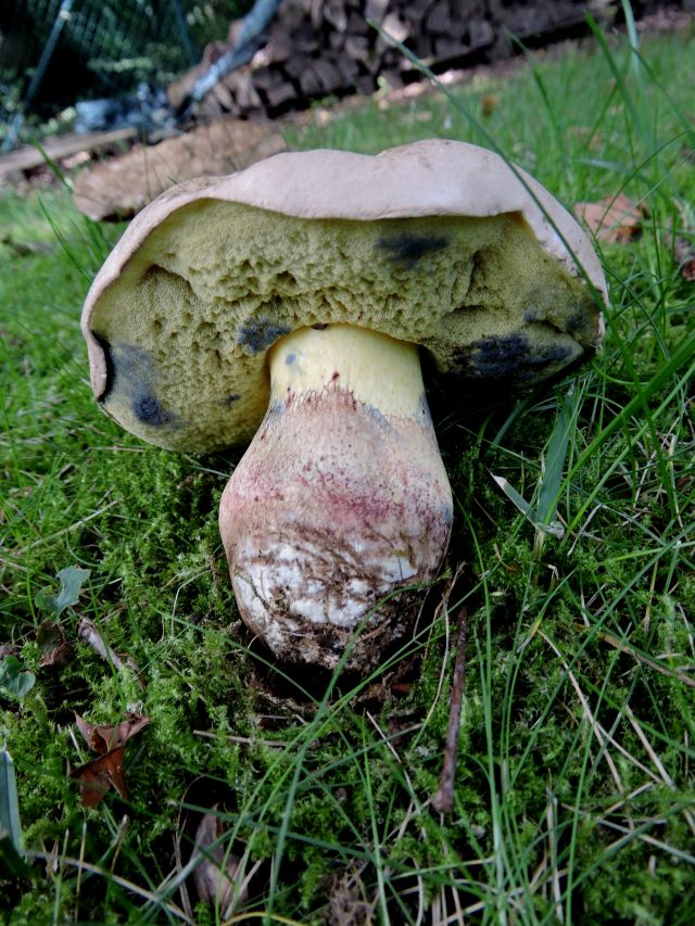 Boletus calopus Godinne 24-08-17.jpg