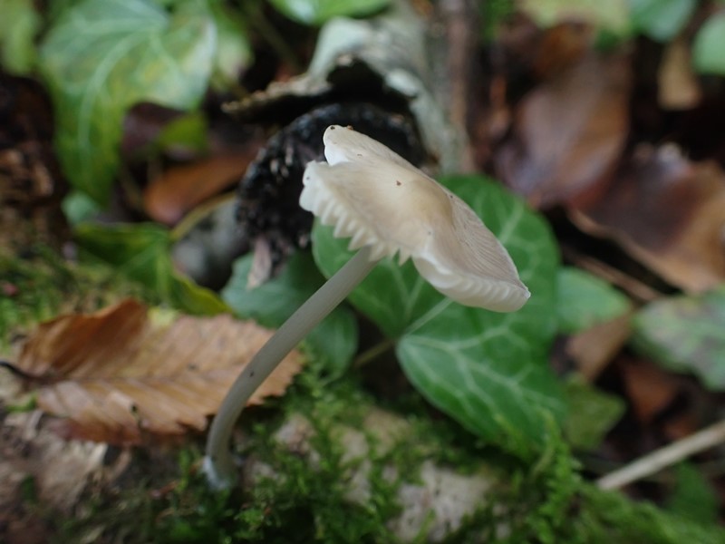 Mycena_ACONF_varneville (1).JPG