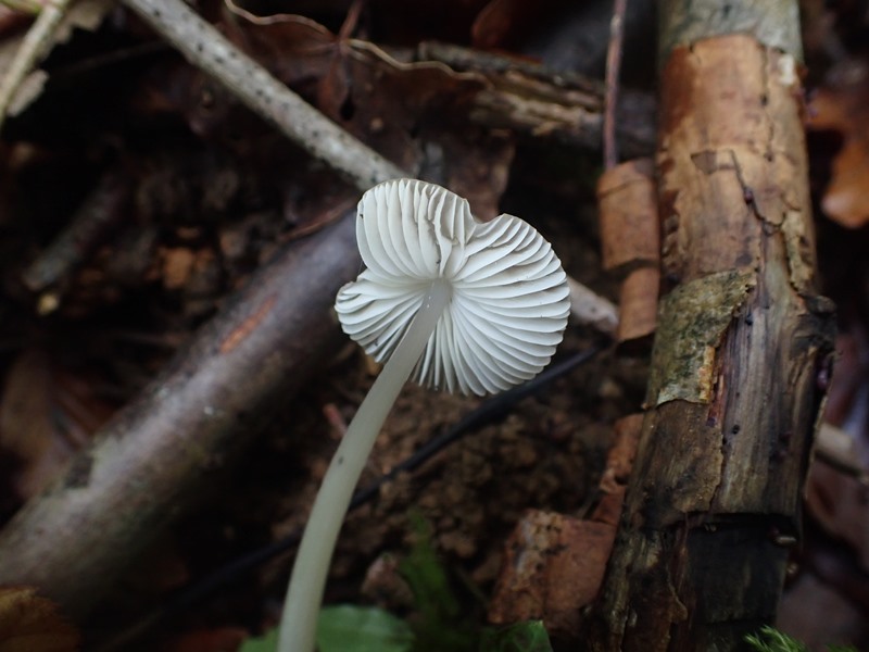 Mycena_ACONF_varneville (2).JPG