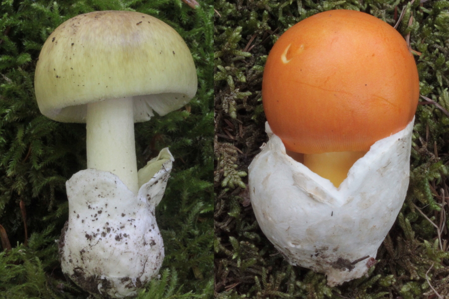 Amanita phalloides-caesarea.jpg