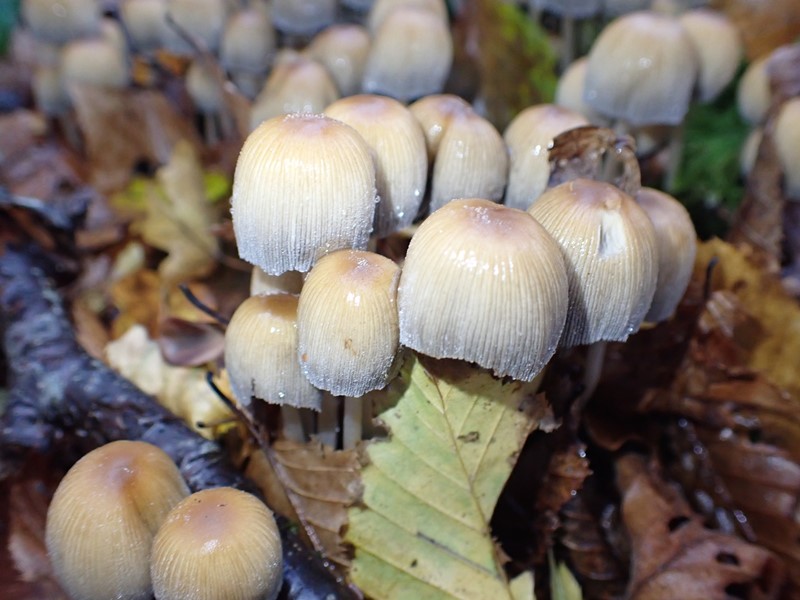 Coprinus micaceus_Villers_ACONF (2).JPG