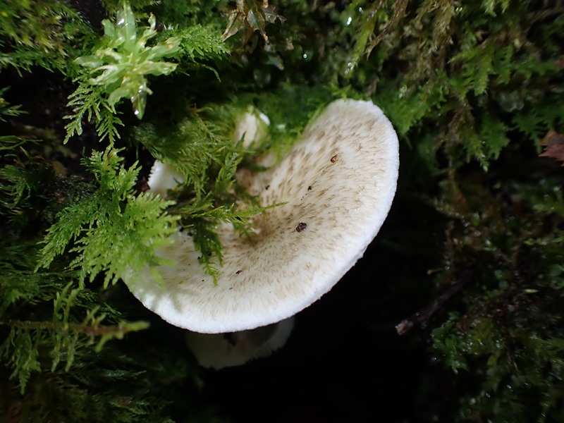 Lentinus tigrinus_Villersenhate_ACONF (1).JPG