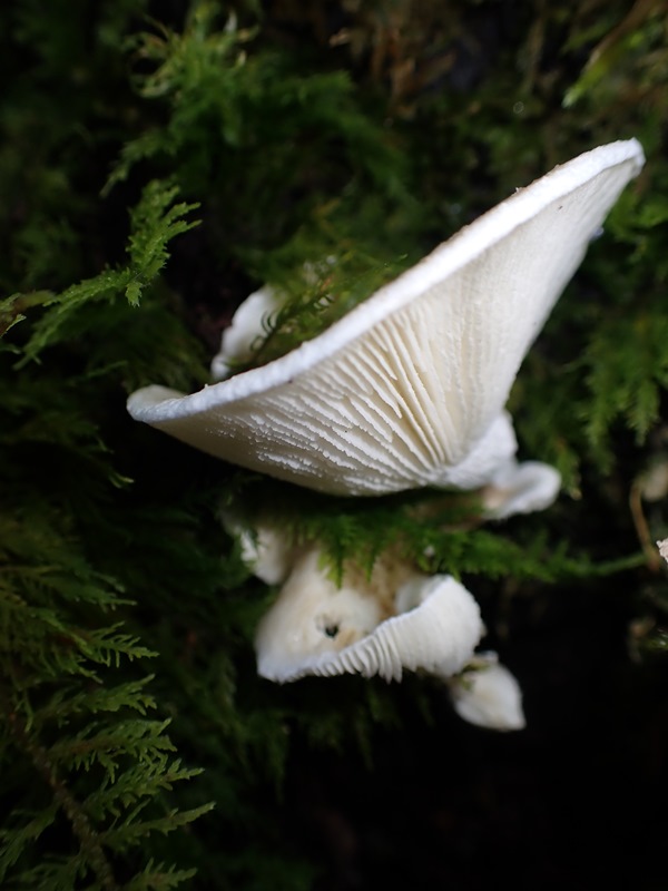 Lentinus tigrinus_Villersenhate_ACONF (2).JPG