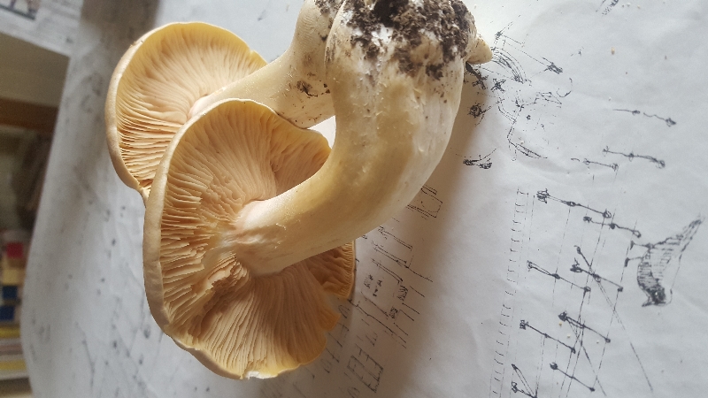 20201025_115234_001[1].jpg