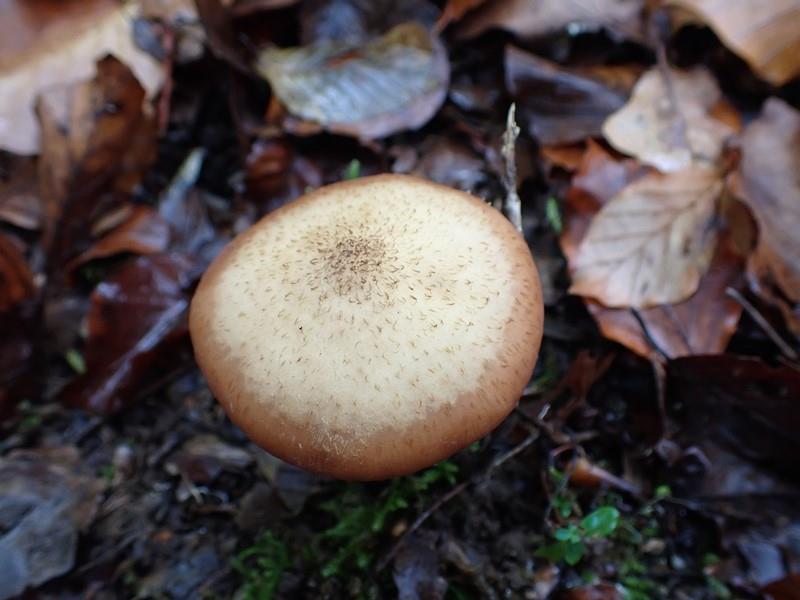 Armillaria_gallica_ACONF_Thillot (1).JPG