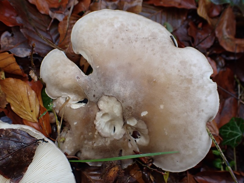 Clitocybe_nebularis_ACONF_Thillot (2).JPG