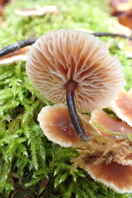 Collybia_brassicolens_ACONF_Thillot (1).JPG