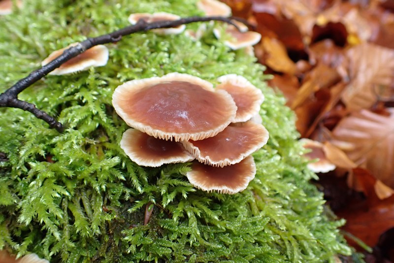 Collybia_brassicolens_ACONF_Thillot (2).JPG