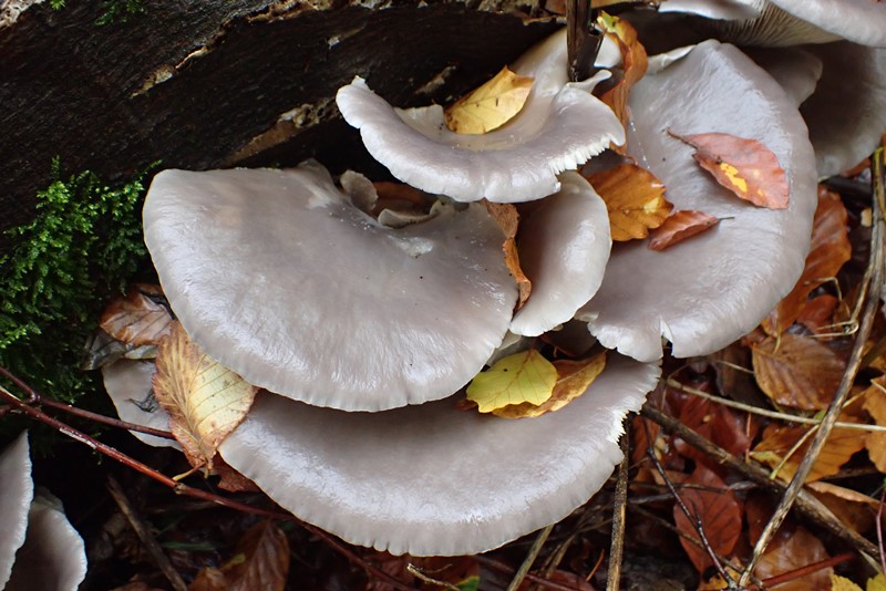 Pleurotus cornucopiae_ACONF-Thillot (1).JPG