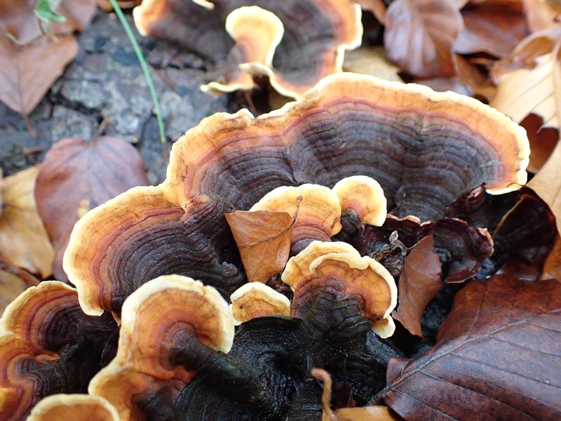 Trametes_versicolor_ACONF_Thillot.JPG