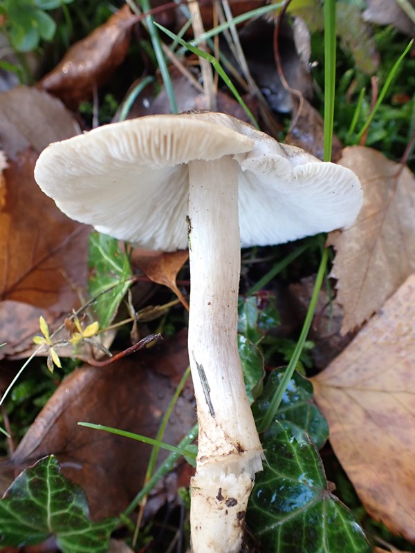 Tricholoma scalpturatum_ACONF_Dornot (1).JPG