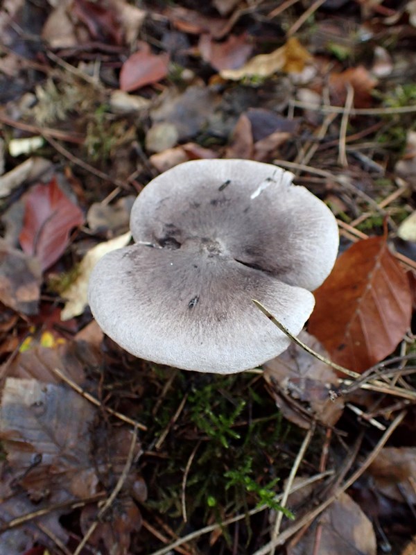 Tricholoma terreum_Dornot (1).jpg